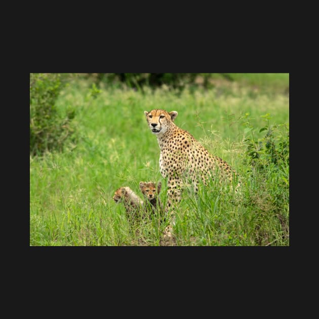 Cheetah Adult and Cubs, Tarangire National Park Tanzania by AndrewGoodall