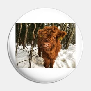 Scottish Highland Cattle Calf 1639 Pin