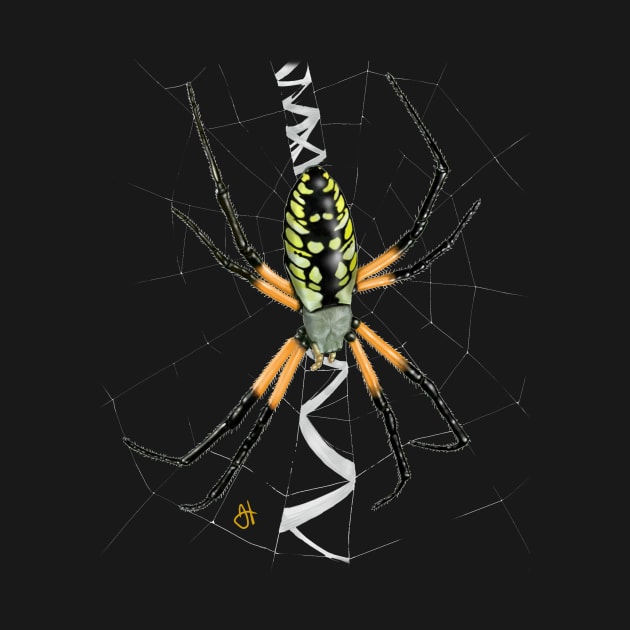 Black and Yellow Garden Spider on Web by John Himmelman