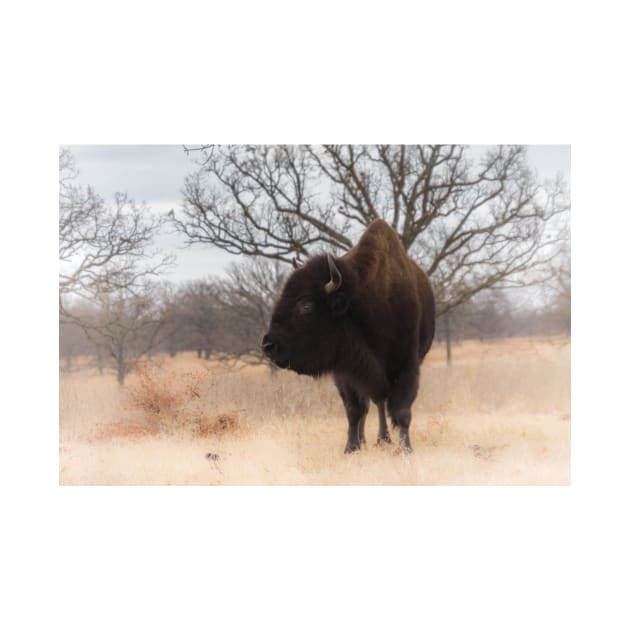 Grazing American Bison Woolaroc Oklahoma by Debra Martz