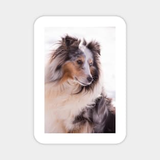 Shetland Sheepdog Portrait Magnet