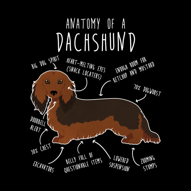 Longhaired Sable Dachshund Dog Anatomy by Psitta