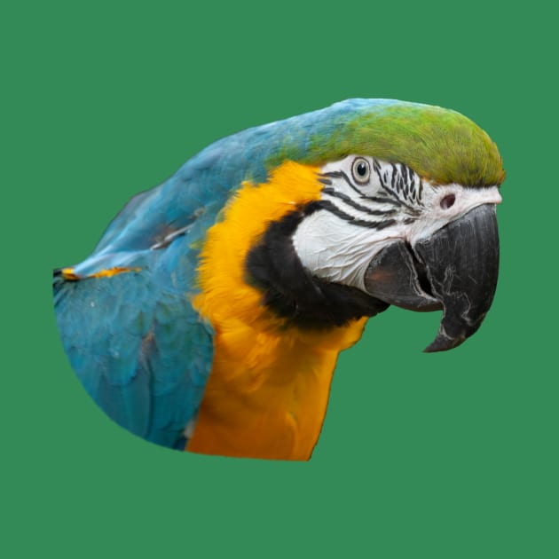 Blue and Gold Macaw Parrot by FragrantFieldsPhotoWorks