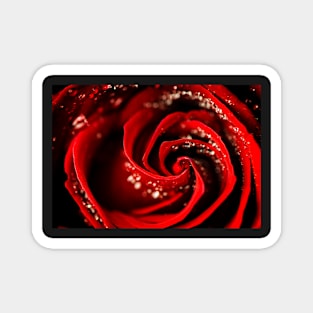 Red Rose Magnet