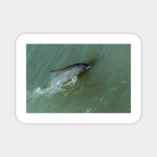 Bottlenose Dolphine Magnet