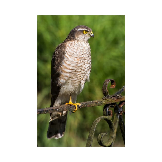 Female Sparrowhawk Hawk Bird of Prey Photo by CreativeNatureM