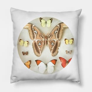 Butterflies and Moths Pillow