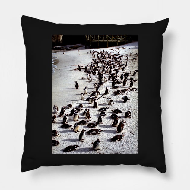 Colony of African Penguins, Boulder Beach, South Africa Pillow by Carole-Anne