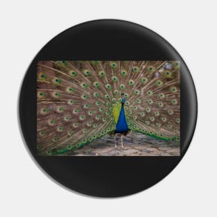 Peacock display Pin