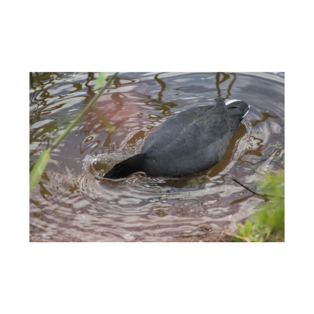 Hawaiian coot 3 by KensLensDesigns