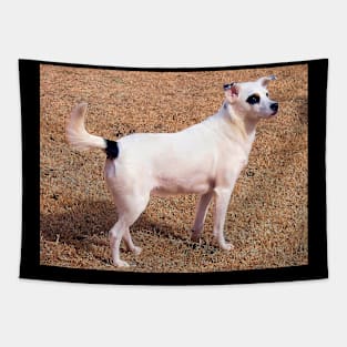 Stunning Black Patch over the eye pup Tapestry