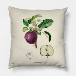 Apple Antique Botanical Illustration Pillow