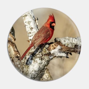 Cardinal On Birch Branch Pin