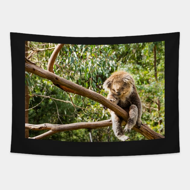 Koala, with legs dangling, in tree limb. Tapestry by sma1050