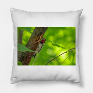 Yellow-bellied Sapsucker Pillow