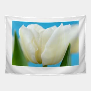 Tulipa  &#39;Monte Snow&#39;  Tulip Tapestry