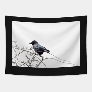 Jackdaw on a branch Tapestry