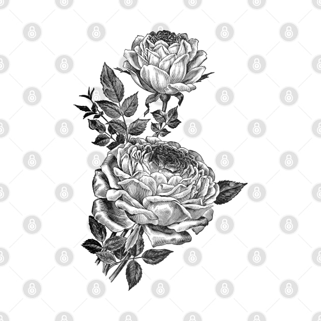 Rose Flowers Black & White Illustration by Biophilia