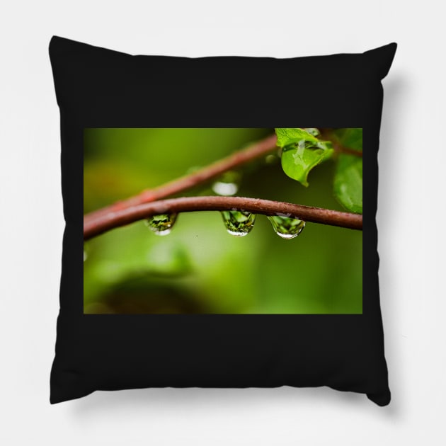 Rain droplets on the branch with green background Pillow by fantastic-designs