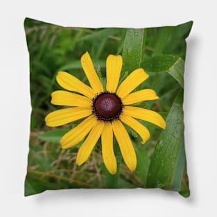 Black eyed susan Pillow