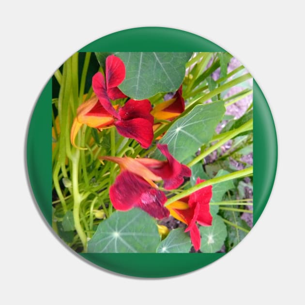 Red Nasturtium Pin by Hajarsdeco