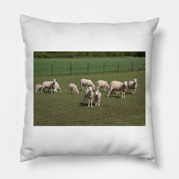 Herd of sheep Pillow by Parafull