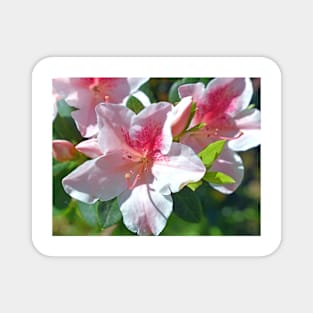 Encore Azalea Flowers Magnet