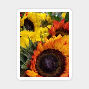 Orange Sunflowers Magnet