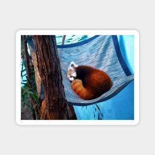 Sleepy Redpanda Magnet