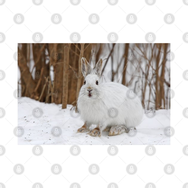 Snowshoe Hare by Jim Cumming