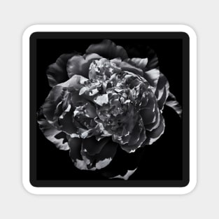 Backyard Flowers In Black And White 19 Magnet