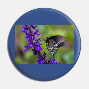 Pipevine Swallowtail Butterfly on Purple Flowers Pin