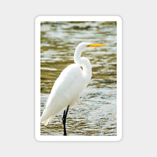 Egret in a Stream Photograph Magnet