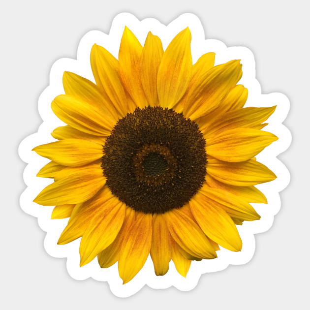 sunflower flower blossom sun sunflower sticker
