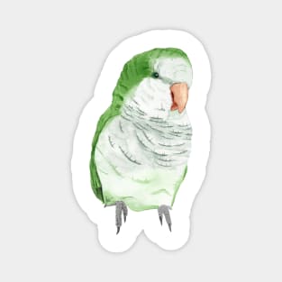 Conure veuve perruche moine souris quaker aquarelle Magnet