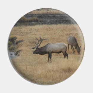 Elks in Yellowstone National Park Pin