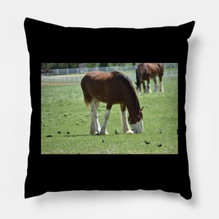 Clydesdale Pillow