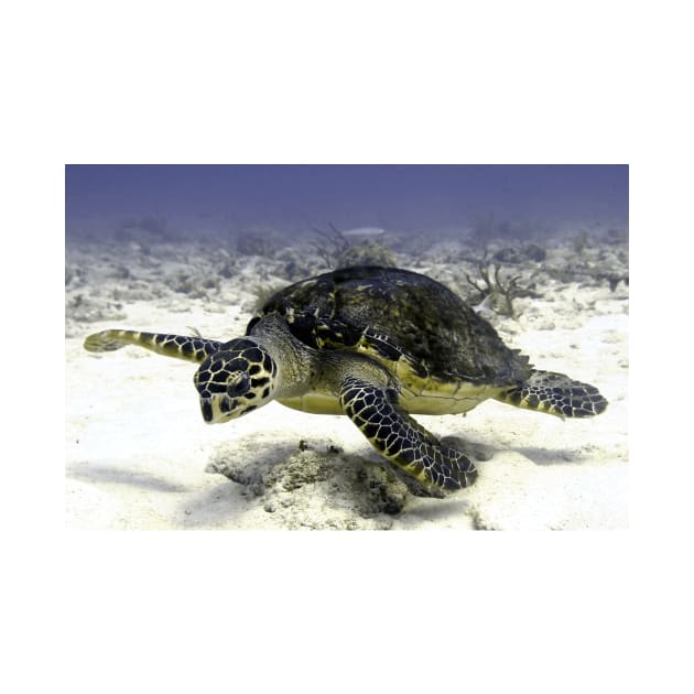 Caribbean Sea Turtle by Scubagirlamy