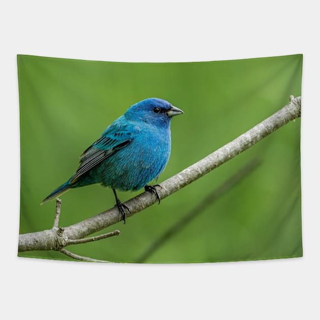 Indigo Bunting Tapestry by jaydee1400