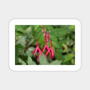 Red fuchsia flowers with leaves in the background Magnet