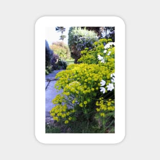 Mediterranean Spurge Magnet