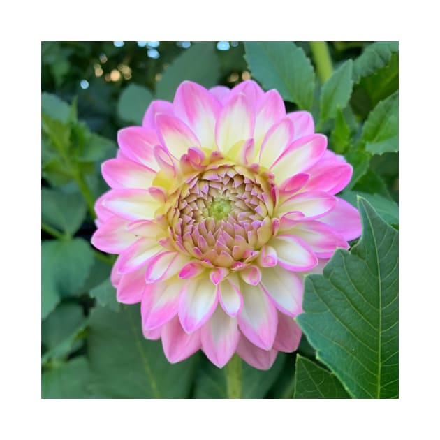 Bright Pink, Yellow And White Dahlia Bloom by KirtTisdale