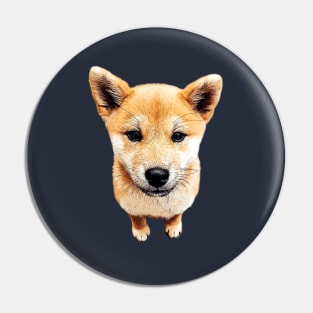 Shiba Inu Puppy Dog Cutest Pup! Pin