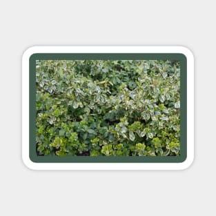 Emerald Gaiety, Gardener, Outdoor Explorer, Foliage, Shrub and Bush Leaves Magnet