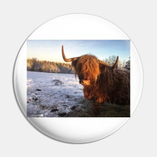 Scottish Highland Cattle Cow 2219 Pin