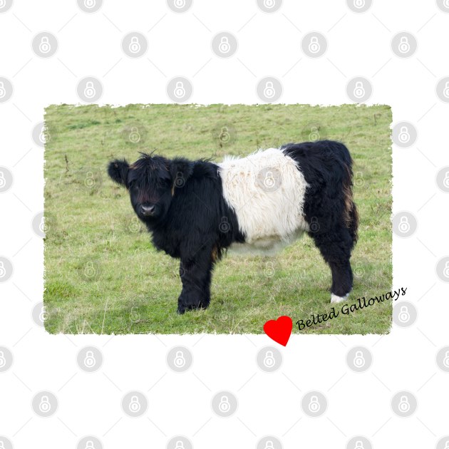 Belted Galloway Calf by JeanKellyPhoto