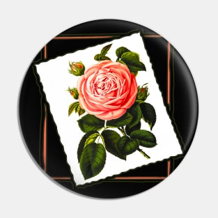 pink rose in the frame Pin