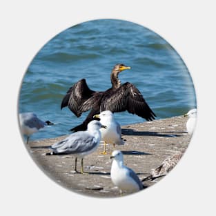 Double-crested Cormorant With A Flock Of Gulls Pin