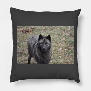 Black Wolf Pillow