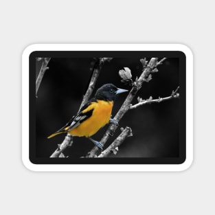 Baltimore Oriole Magnet